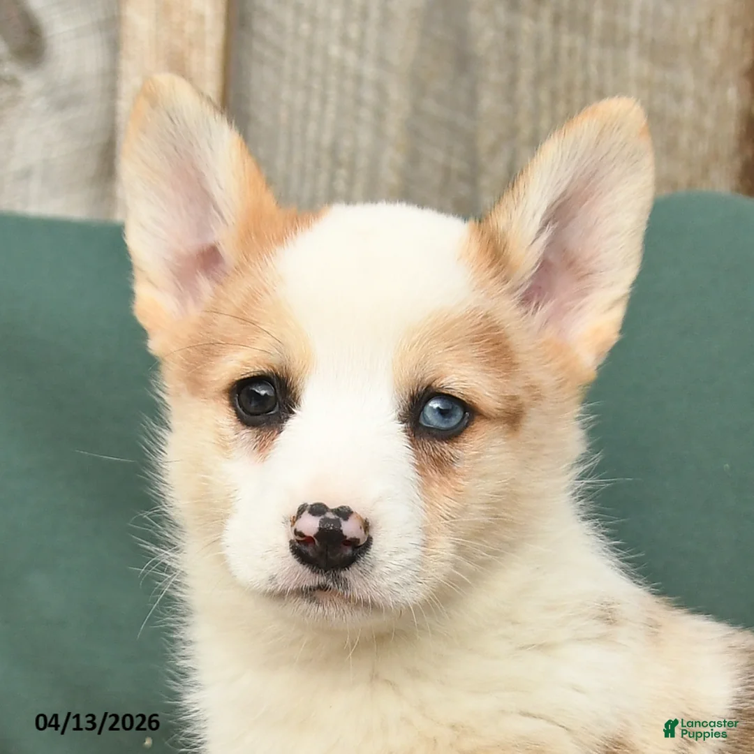 Welsh Corgi Pembroke dogs for sale: Hooper - Ad 3