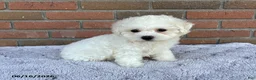 Bichon Frise dogs for sale: Mindy - Ad 3