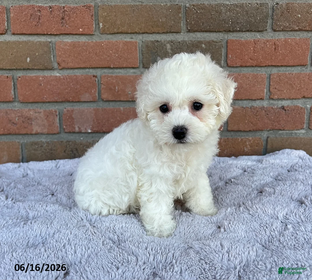 Bichon Frise dogs for sale: Mindy - Ad 3