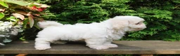Teddy Bear dogs for sale: Fluffy  - Ad 4
