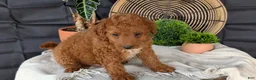 Cavapoo dogs for sale: Mason - Ad 8