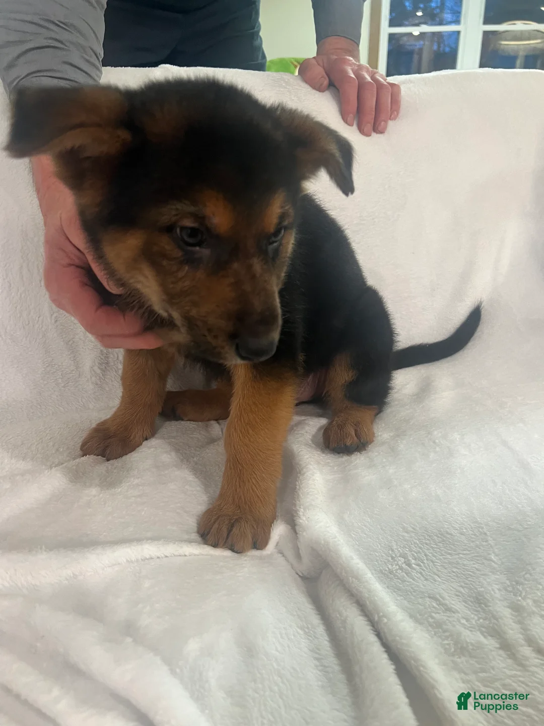 German Shepherd dogs for sale: German Shepherd Puppy 5 - Ad 2