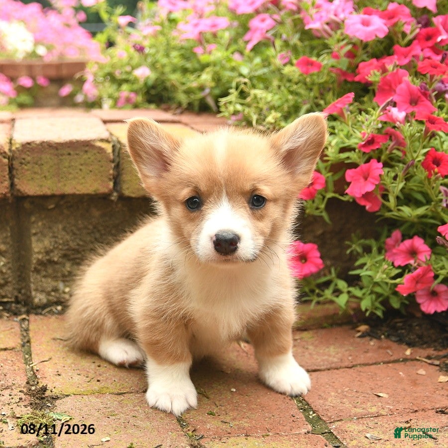 Welsh Corgi Pembroke dogs Cruz  - Ad 2