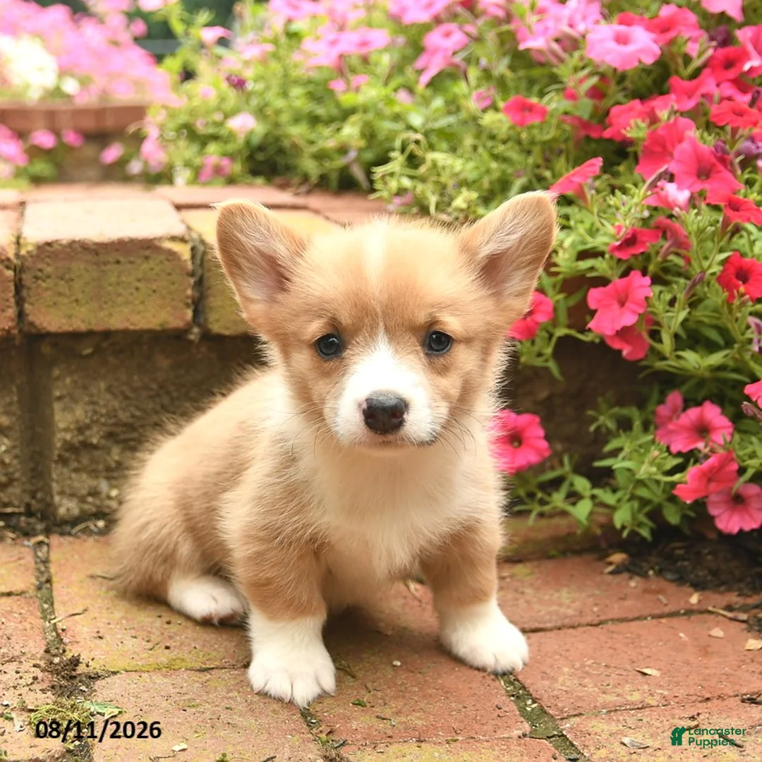 Welsh Corgi Pembroke dogs for sale: Cruz  - Ad 2