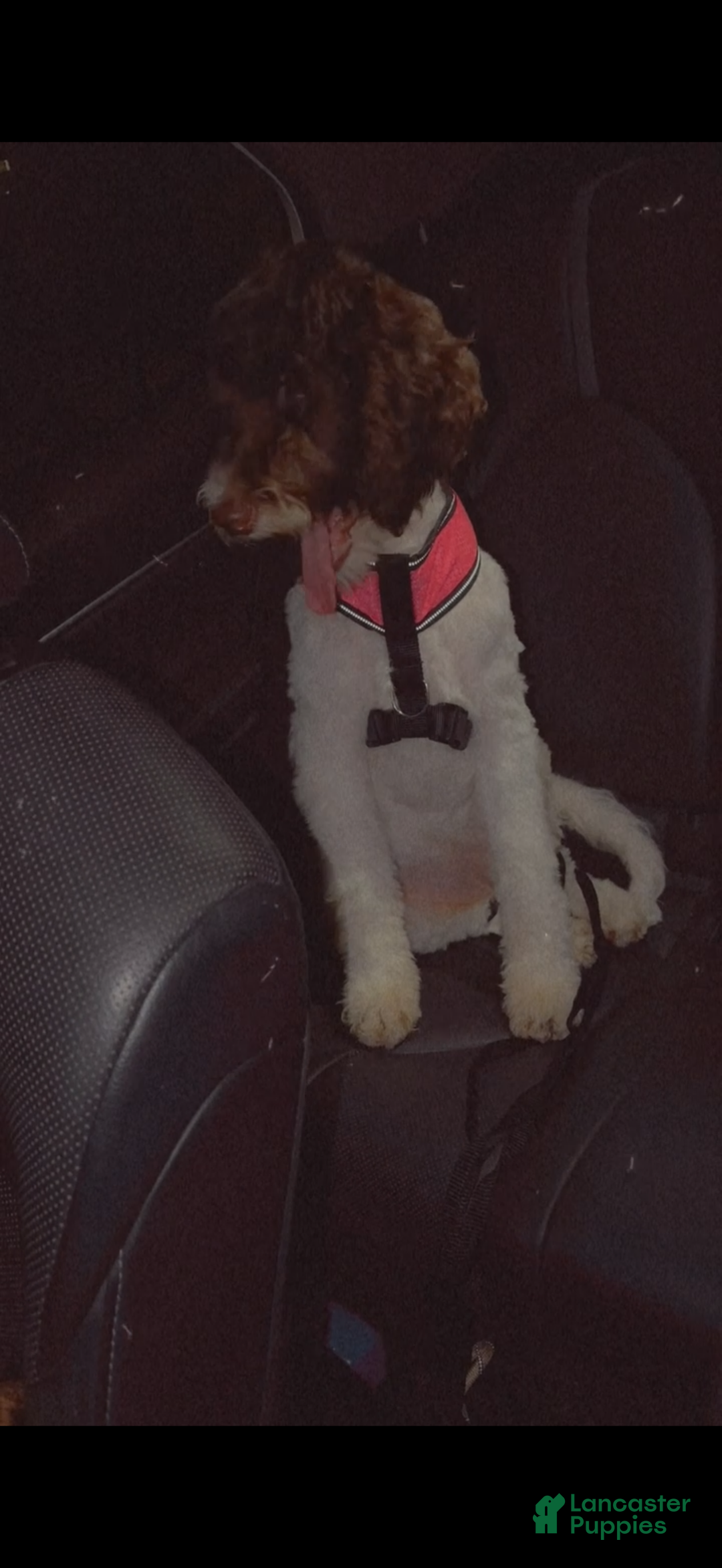 Goldendoodle dogs for sale: Goldendoodle Puppy 1 - Ad 5