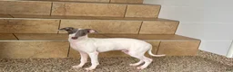 Italian Greyhound dogs for sale: Jace - Ad 8