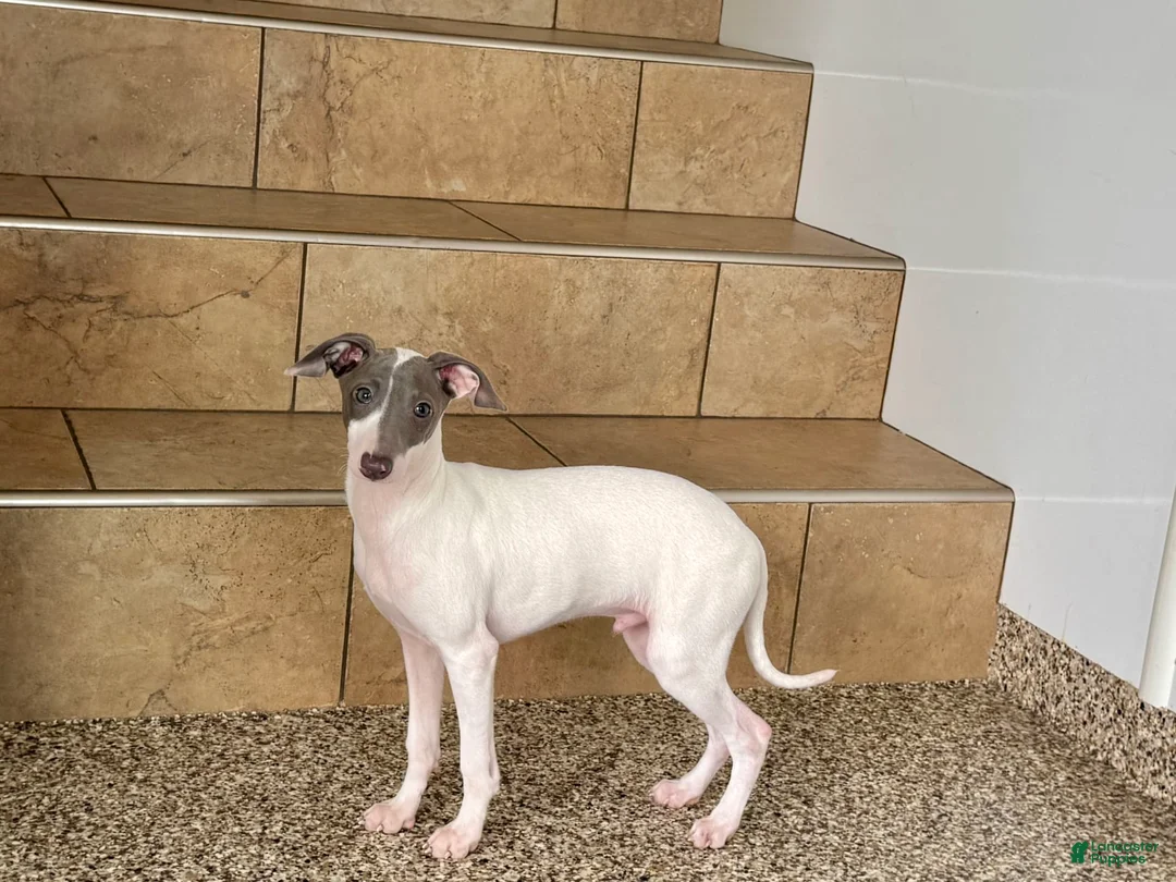 Italian Greyhound dogs for sale: Jace - Ad 8