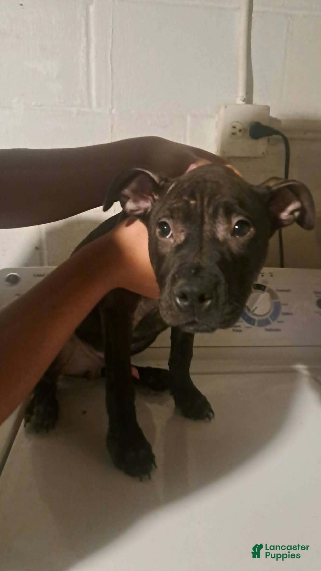 Mixed Breed dogs for sale: Mixed Breed 1 - Ad 21