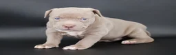 American Bully dogs for sale: Mercy - XL - ABKC - Ad 1