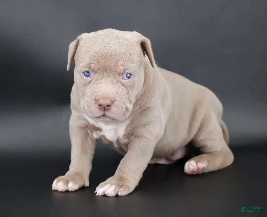 American Bully dogs for sale: Mercy - XL - ABKC - Ad 1
