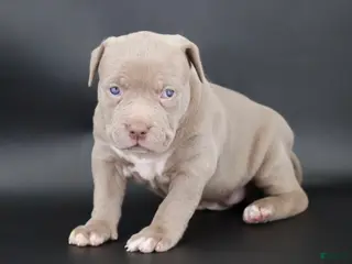 American Bully dogs Mercy - XL - ABKC - Ad 31