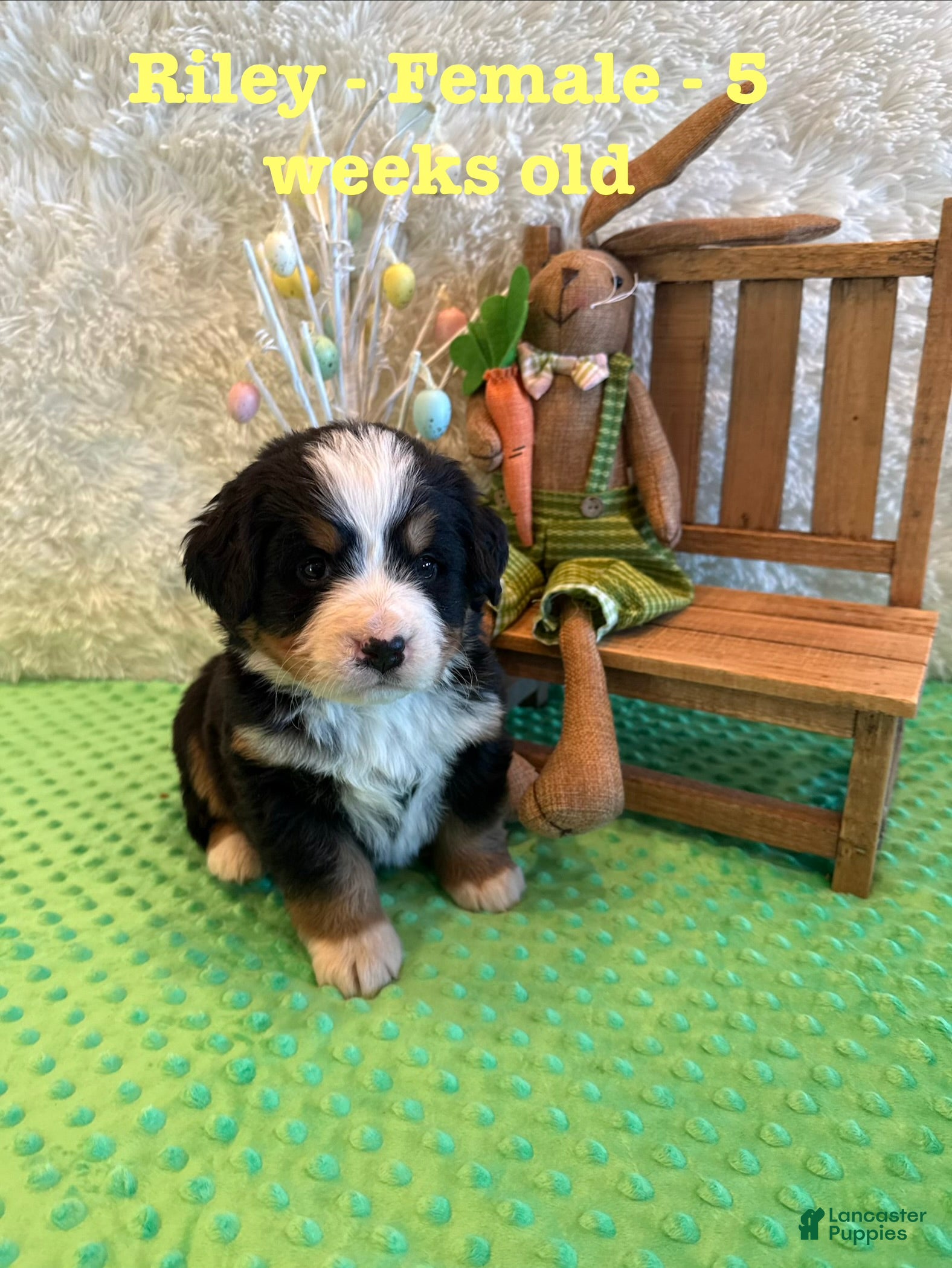 Bernese Mountain Dog dogs Riley  - Ad 10