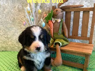 Bernese Mountain Dog dogs Riley - Ad 10