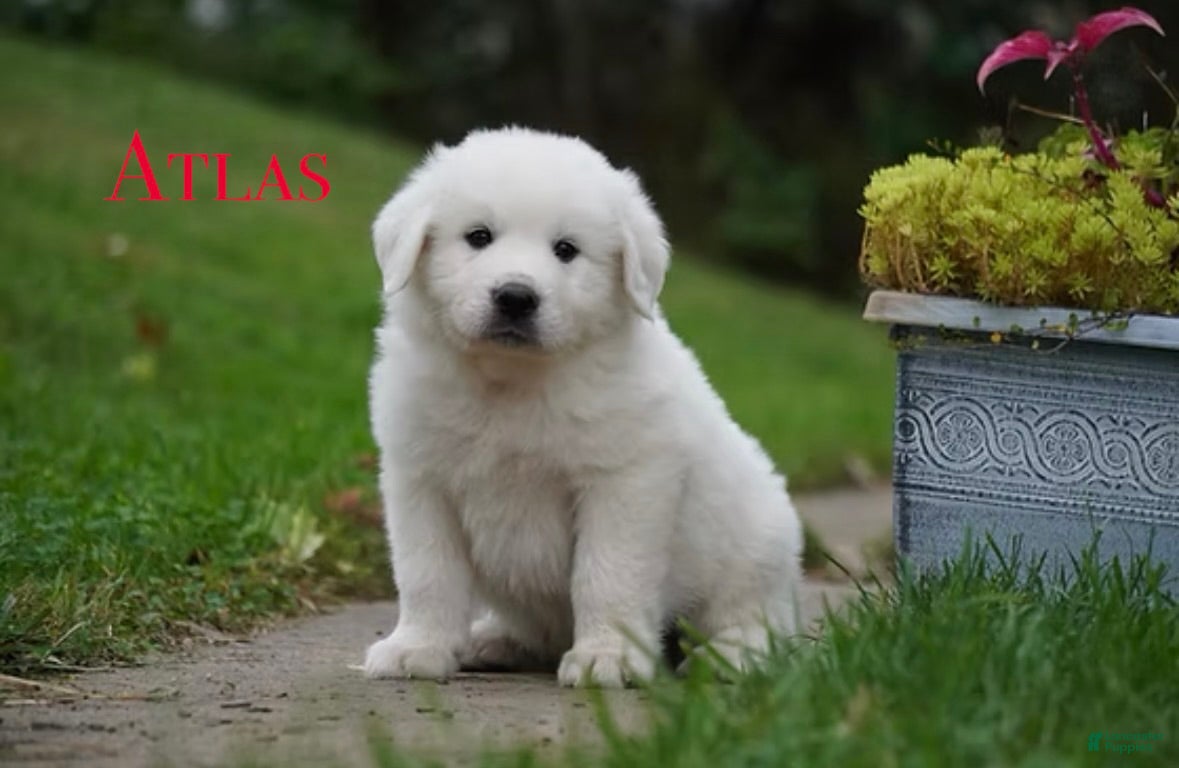 Great Pyrenees dogs AKC Atlas - Ad 38