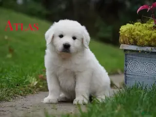 Great Pyrenees dogs AKC Atlas - Ad 38