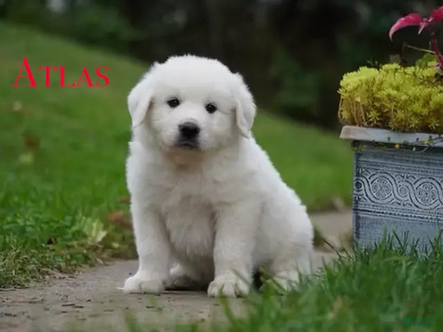 Great Pyrenees dogs for sale: AKC Atlas - Ad 35