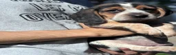 Beagle dogs for sale: Jax jr - Ad 6