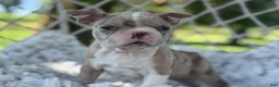 Boston Terrier dogs for sale: Murphy  - Ad 7