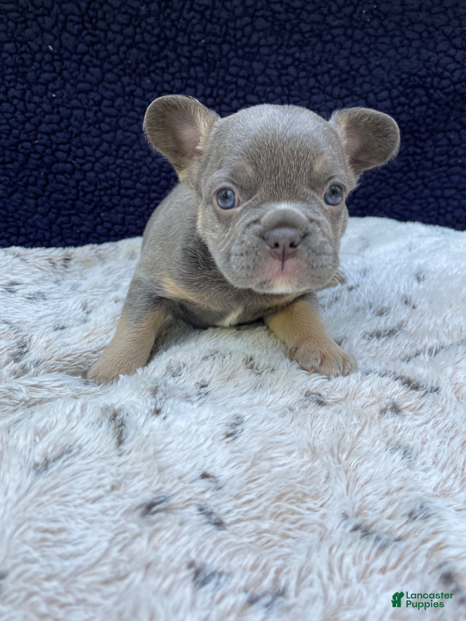French Bulldog dogs French Bulldog 2 - Ad 1