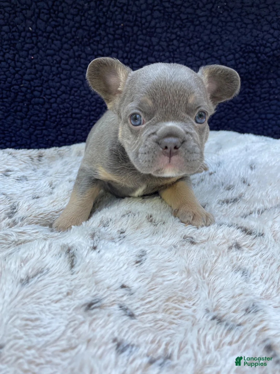 French Bulldog dogs for sale: French Bulldog 2 - Ad 1