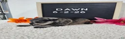 Miniature Schnauzer dogs for sale: Dawn - Ad 4