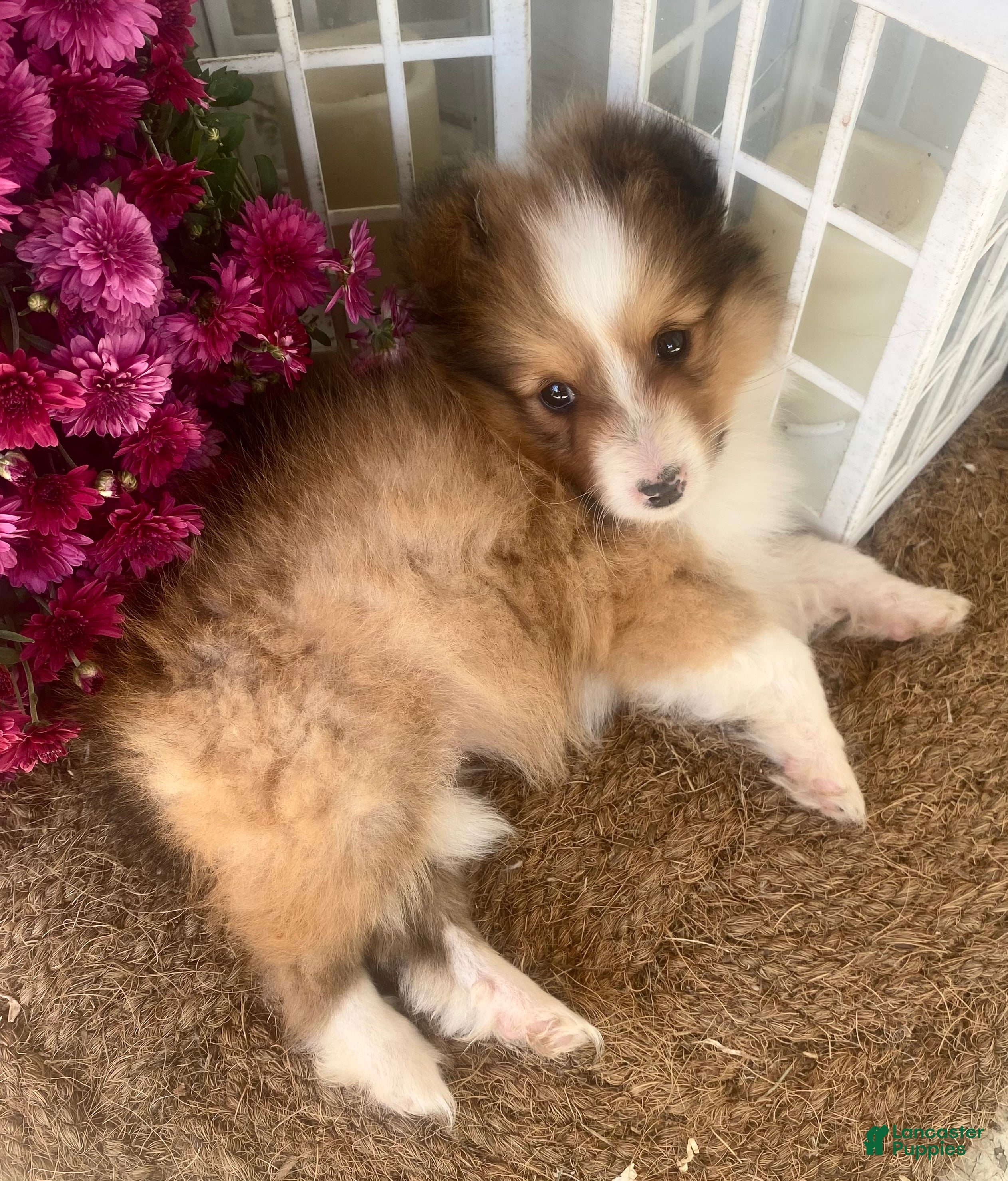 Shetland Sheepdog dogs AKC Shervin  - Ad 7