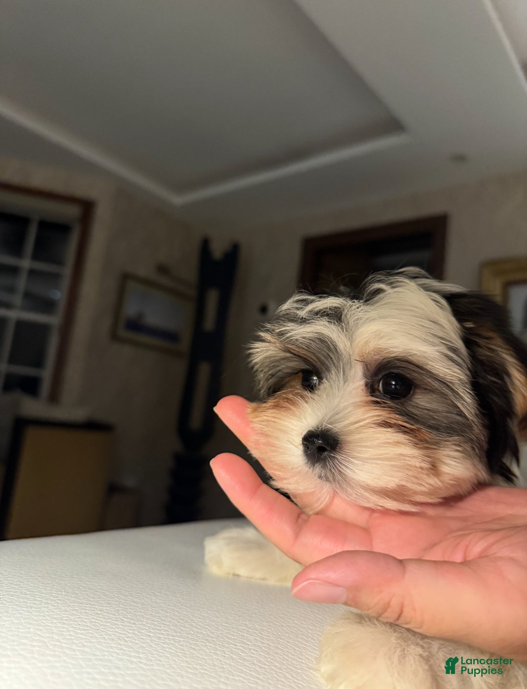 Morkie dogs for sale: Rice - Ad 3