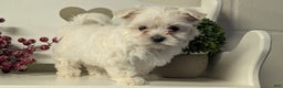 Maltese dogs for sale: Bridget - Ad 7