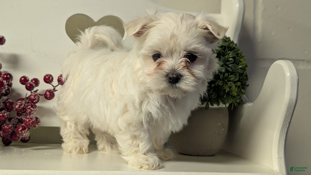 Maltese dogs for sale: Bridget - Ad 7