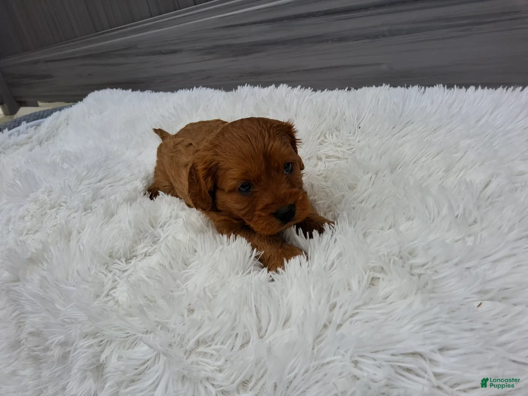 Cavapoo dogs for sale: Navy - Ad 2