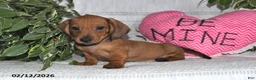 Miniature Dachshund dogs for sale: Henry - Ad 1