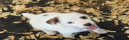 Jack Russell Terrier dogs for sale: Jack Russell Terrier 5 - Ad 4