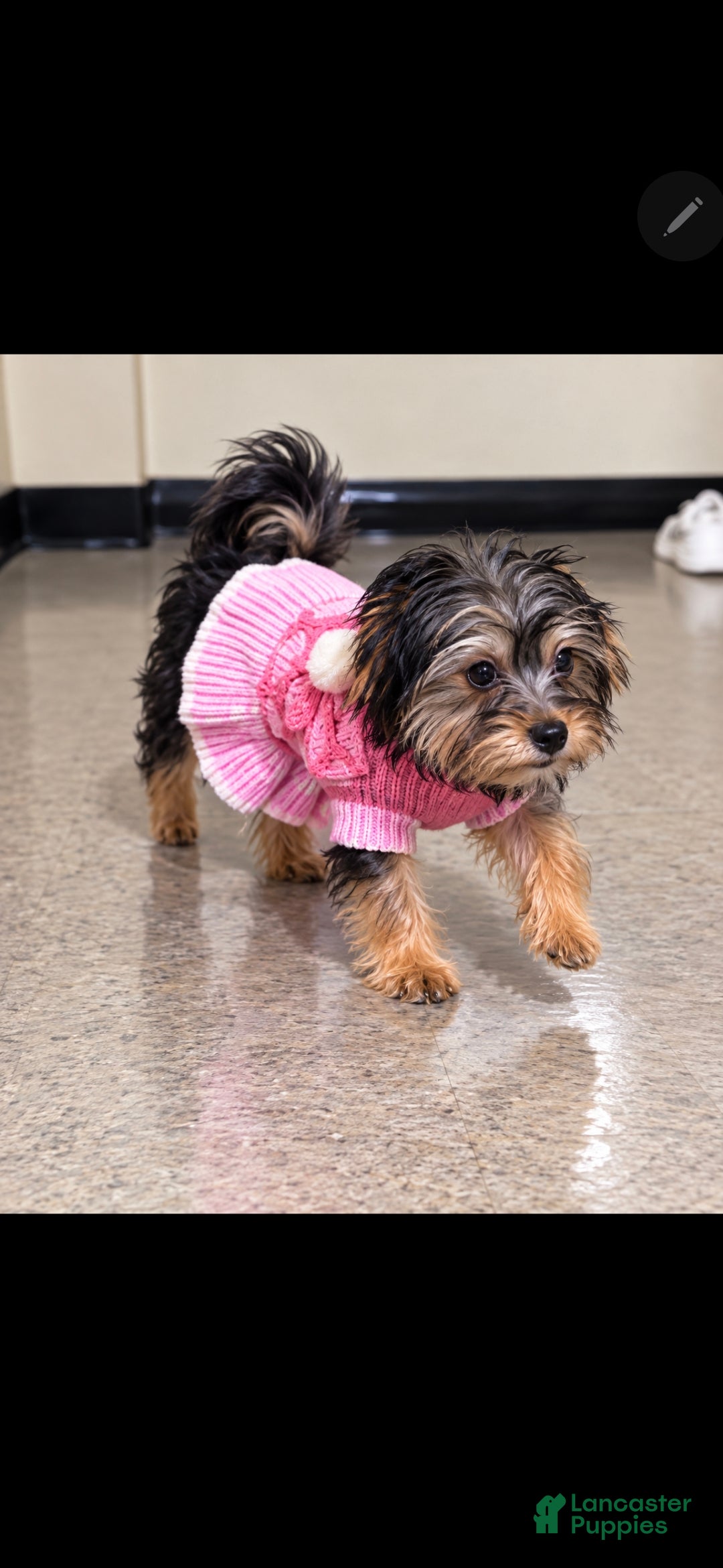 Yorkshire Terrier dogs for sale: Girly - Ad 42