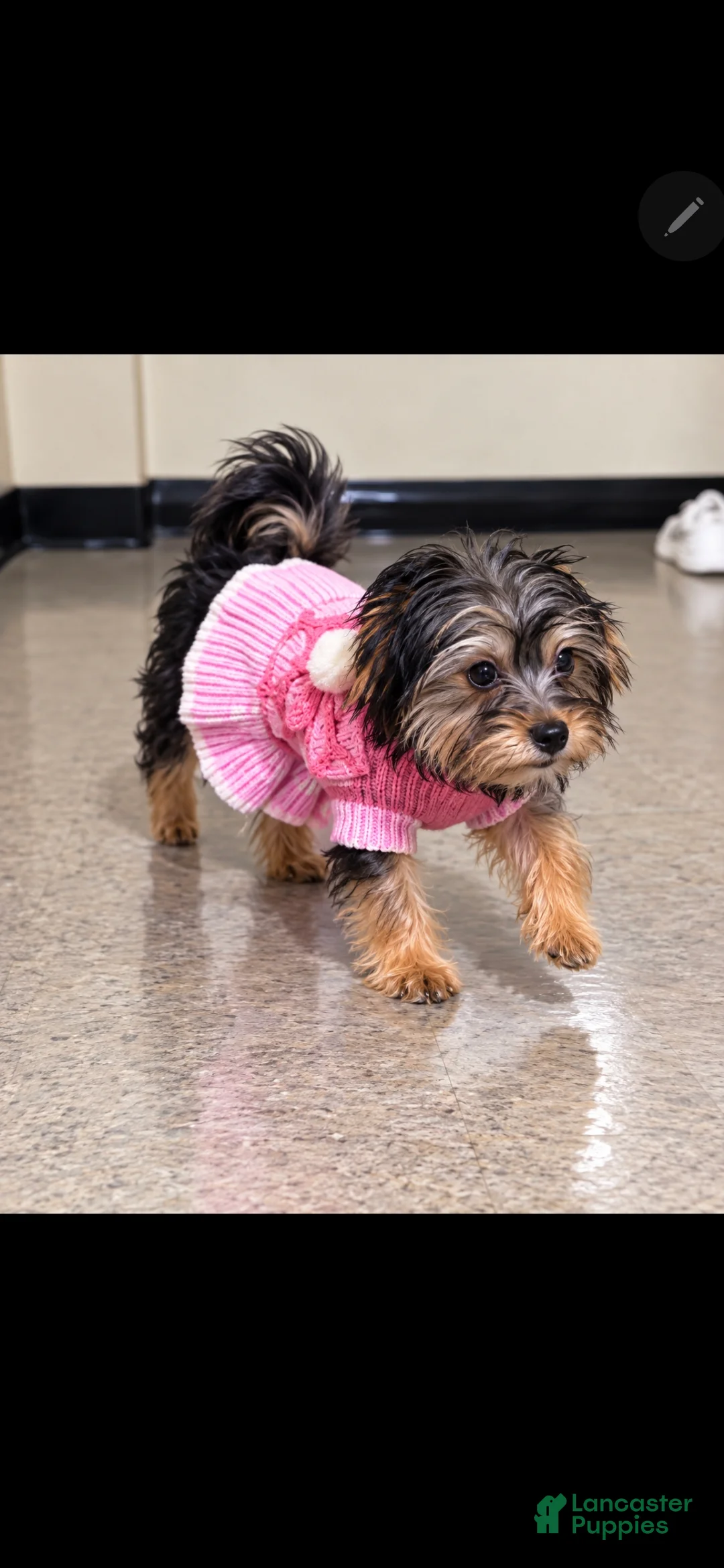 Yorkshire Terrier dogs for sale: Girly - Ad 1