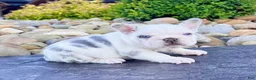 French Bulldog dogs for sale: Bullet - Ad 4