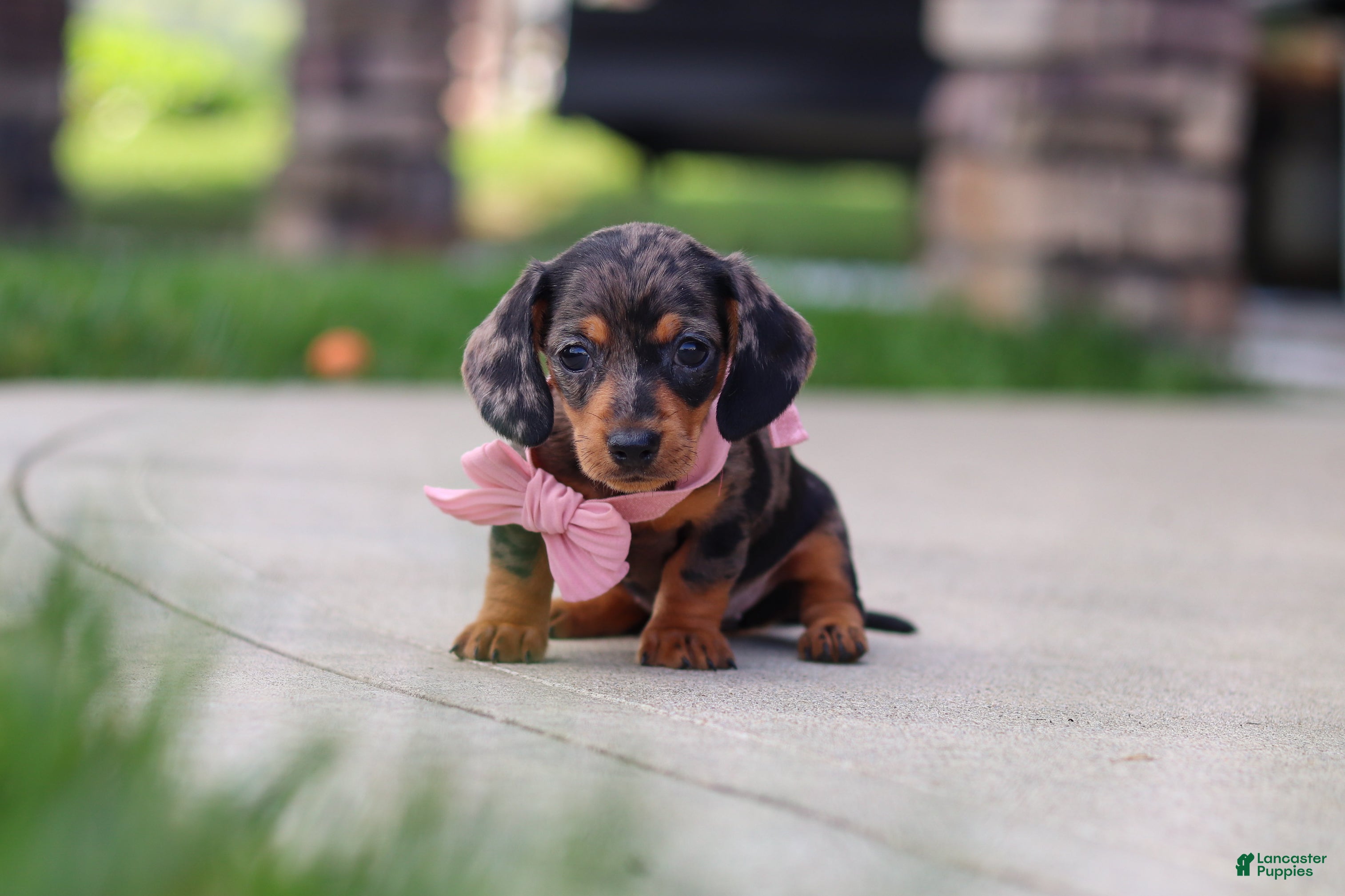 Miniature Dachshund dogs Agnes - Ad 2