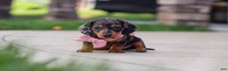 Miniature Dachshund dogs for sale: Agnes - Ad 2