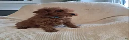 Miniature Poodle dogs for sale: Lucky - Ad 2