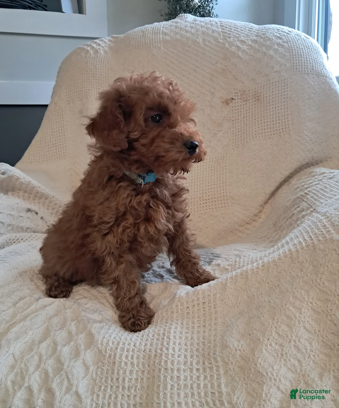 Miniature Poodle dogs for sale: Lucky - Ad 2