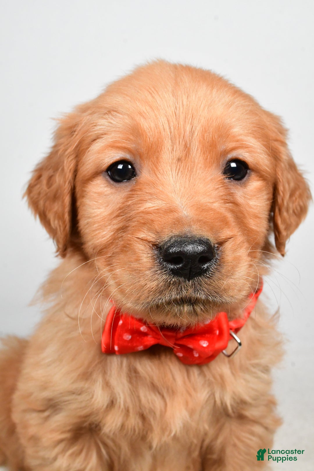 Golden Retriever dogs for sale: Kenny - Ad 7