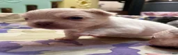 French Bulldog dogs for sale: Ice - Ad 10