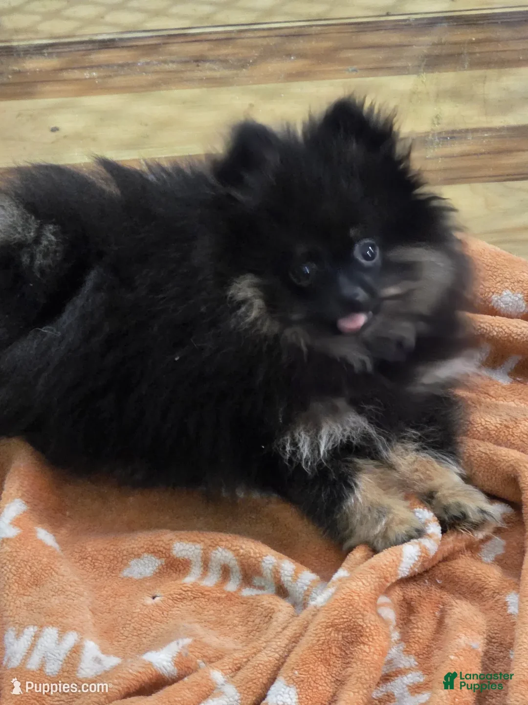 Pomeranian dogs for sale: Akc bear  - Ad 1