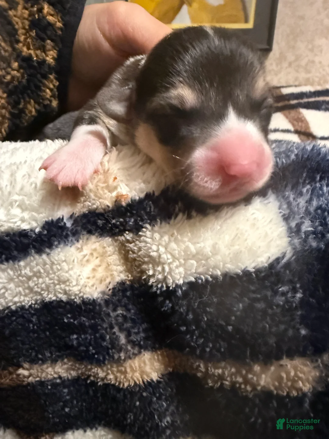 Welsh Corgi Pembroke dogs for sale: Welsh Corgi Pembroke Puppy 9 - Ad 1