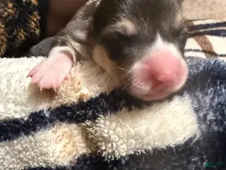 Welsh Corgi Pembroke dogs Welsh Corgi Pembroke Puppy 9 - Ad 31