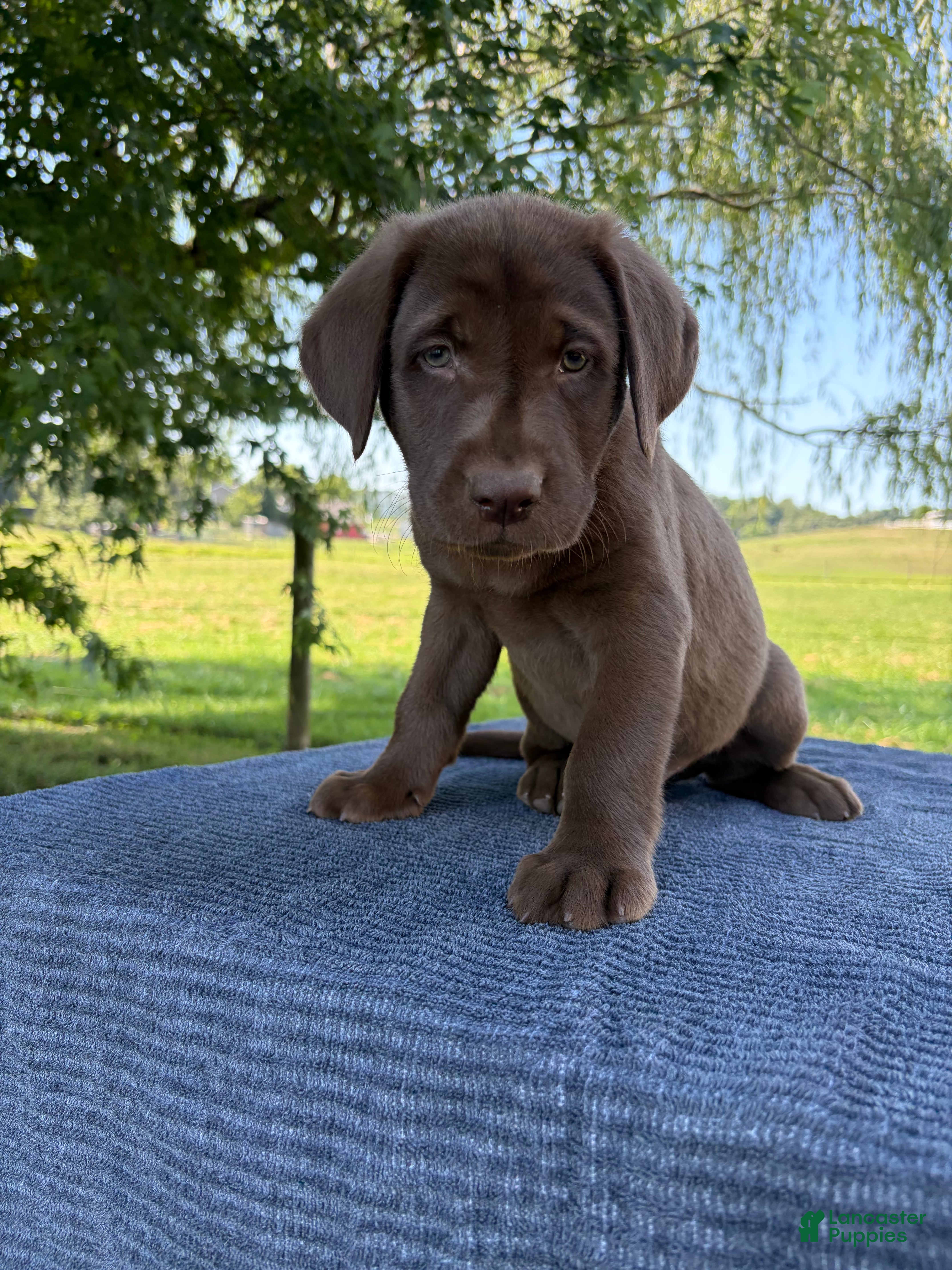 Labrador Retriever dogs Maverick  - Ad 1
