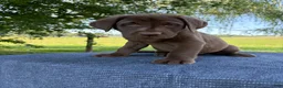 Labrador Retriever dogs for sale: Maverick  - Ad 1
