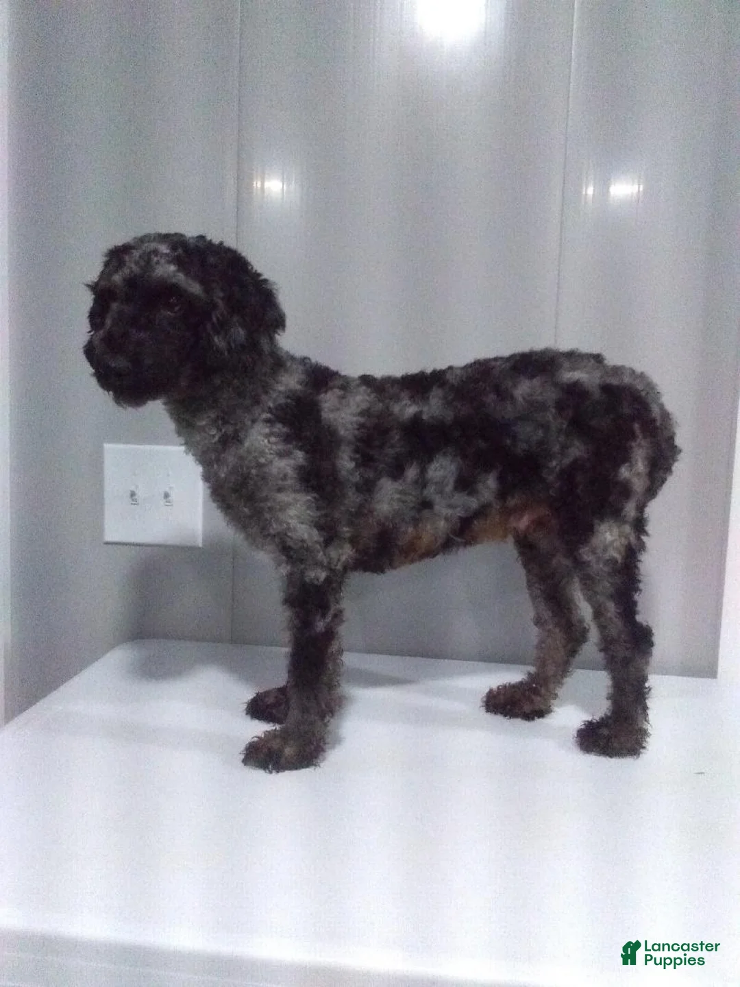 Maltipoo dogs for sale: Raya - Ad 14