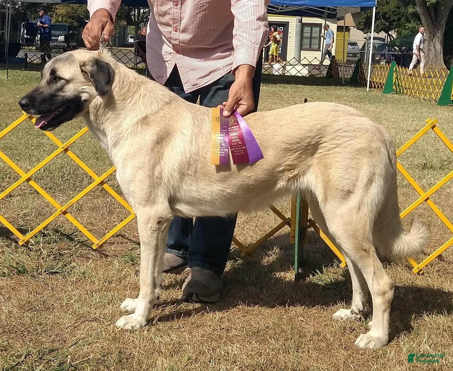 Anatolian Shepherd dogs for sale: Anatolian Shepherd 14 - Ad 2