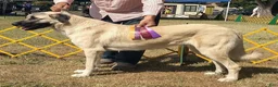 Anatolian Shepherd dogs for sale: Anatolian Shepherd 7 - Ad 2