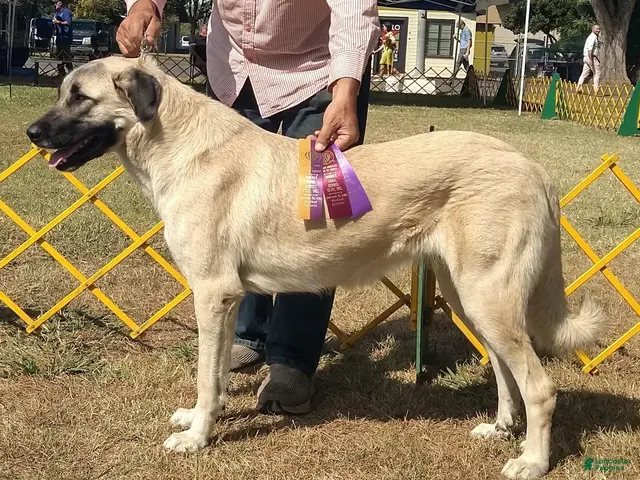 Anatolian Shepherd dogs for sale: Anatolian Shepherd 14 - Ad 2